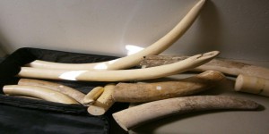 Poitiers : les douanes saisissent 82 kg d’ivoire d’éléphant