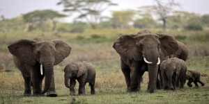 Tanzanie : les massacres d'éléphants se multiplient