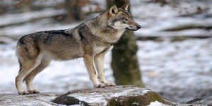 Var : un premier loup abattu dans le département