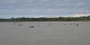 VIDEO. Baleines échouées en Floride : un mince espoir de les sauver