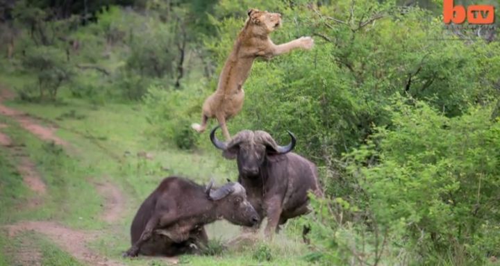 VIDEO. Pour sauver l'un des siens, un buffle fait voler un lion