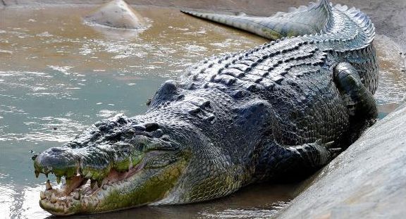 VIDEOS.Les attaques de crocodiles répertoriées sur un fichier mondial