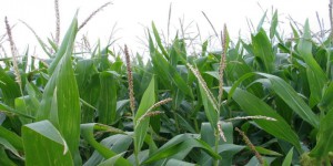 Etats-Unis : les mauvaises herbes envahissent les champs d'OGM