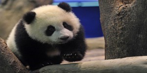 EN IMAGES. Yuan Zai, le bébé panda star de Taïwan