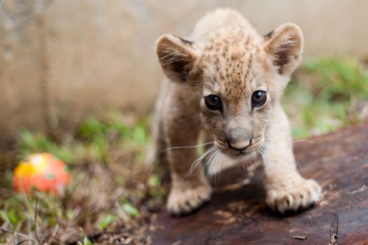 Indonésie : un lionceau retrouvé pendu dans sa cage au zoo 