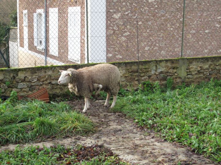 Le mouton à cinq pattes prend ses quartiers en Essonne