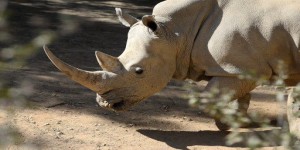 VIDEOS. Afrique du Sud : plus de 1000 rhinocéros victimes de braconniers en 2013