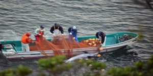 VIDEOS. Japon : encore des dauphins massacrés dans la baie de Taiji