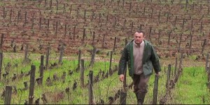 Côte-d'Or : un viticulteur bio jugé pour avoir refusé d'utiliser un insecticide