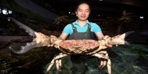 EN IMAGES. Les crabes vedettes de science-fiction à l’aquarium Sea Life 