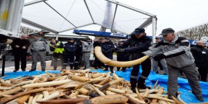 VIDEO. La France détruit 3 t d'ivoire pour lutter contre le trafic