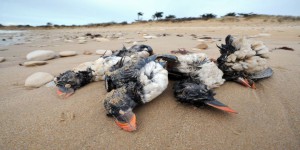 VIDEOS. Tempêtes: «hécatombe« historique d'oiseaux marins sur les plages françaises