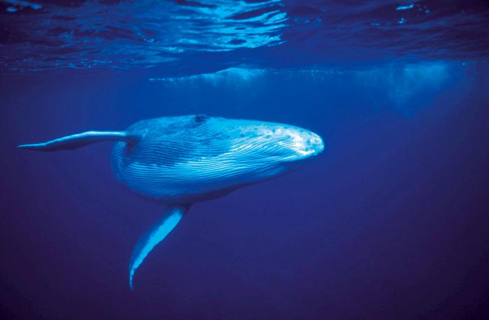 Antarctique : le Japon interdit de chasse à la baleine 