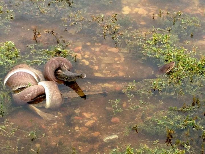 Australie : le serpent avale un crocodile entier après une lutte sans merci