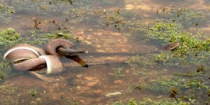 Australie : le serpent avale un crocodile entier après une lutte sans merci