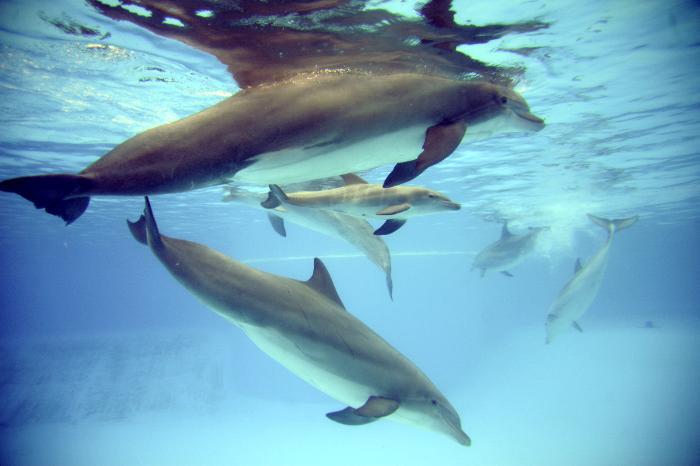 Australie : un surfeur blessé par... un dauphin