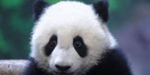 Belgique : tapis rouge pour deux pandas géants prêtés par la Chine