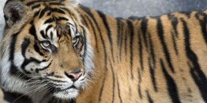 Chine : des tigres mis à mort pour le plaisir de spectateurs fortunés