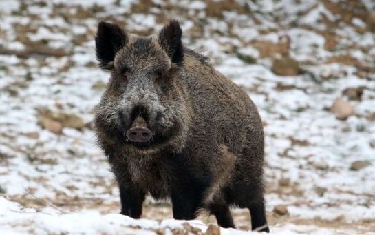L'industrie du porc en danger après des cas de peste porcine en... Lituanie !