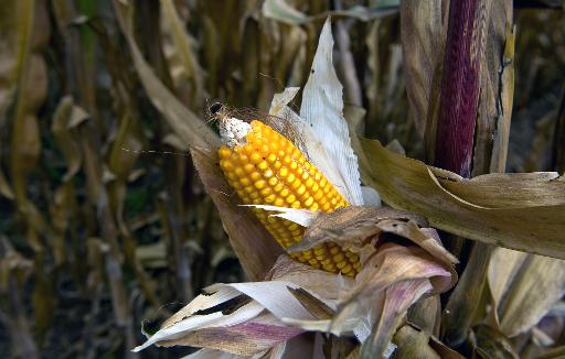 Monsanto : la France interdit la culture du maïs transgénique 