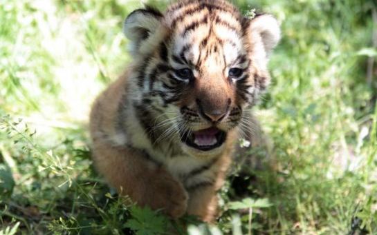Thaïlande : saisie de cinq bébés-tigres promis à la consommation