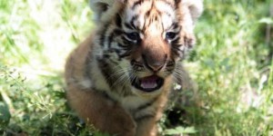 Thaïlande : saisie de cinq bébés-tigres promis à la consommation