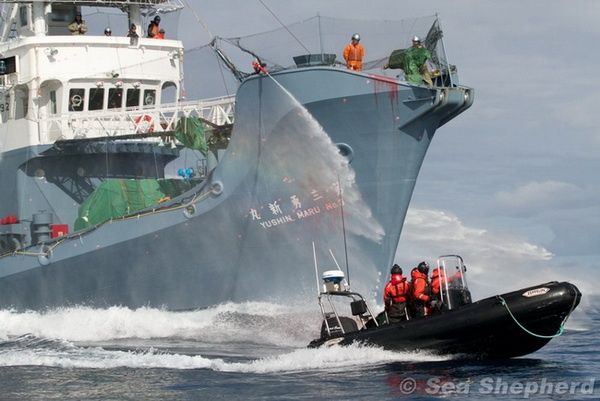 Tokyo doit arrêter la chasse à la baleine dans l'Antarctique