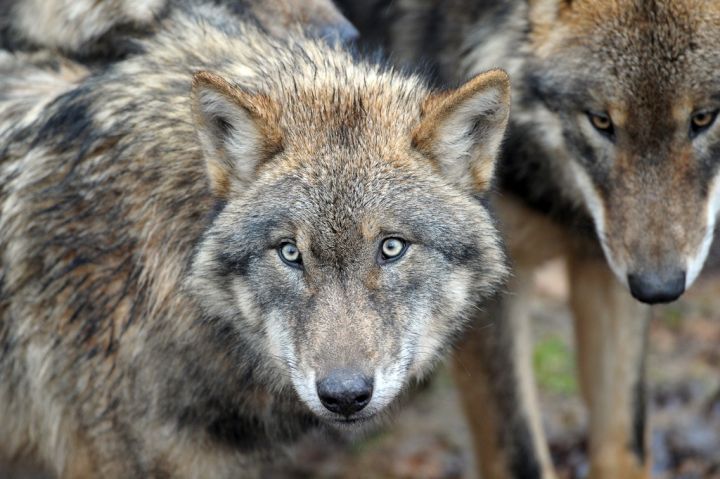Alpes-Maritimes: un nouveau loup retrouvé mort