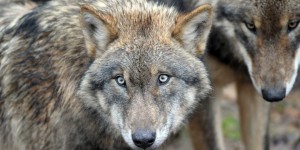 Alpes-Maritimes: un nouveau loup retrouvé mort