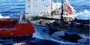 Antarctique : les pêcheurs japonais ont tué 250 baleines