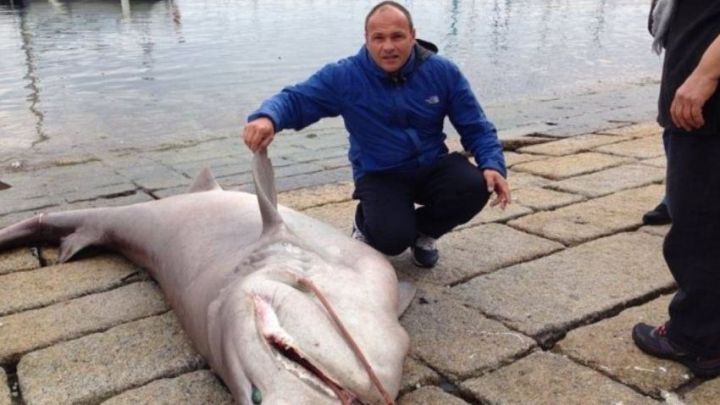 Corse : un requin de trois mètres pêché dans le golfe d'Ajaccio