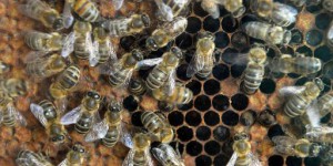 Mortalité des abeilles : non-lieu pour Bayer dans l'enquête sur le Gaucho