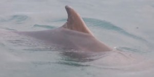 VIDEO. Bretagne : un dauphin piégé par le barrage de la Rance