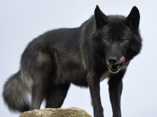 Alpes-Maritimes : des loups égorgent une quarantaine d'ovins