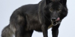 Alpes-Maritimes : des loups égorgent une quarantaine d'ovins