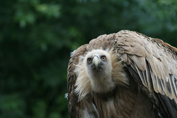 Aude : les vautours tuent une jument et son poulain en train de naître