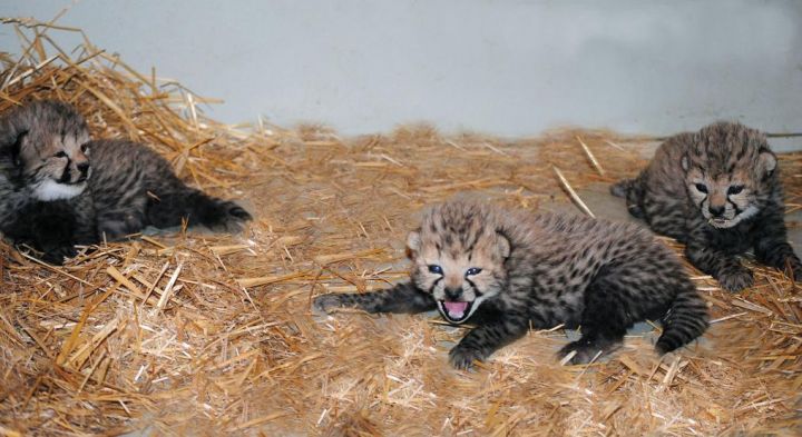 Autriche : naissance de trois guépards au zoo de Vienne