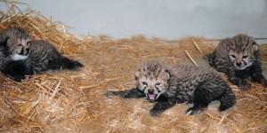Autriche : naissance de trois guépards au zoo de Vienne