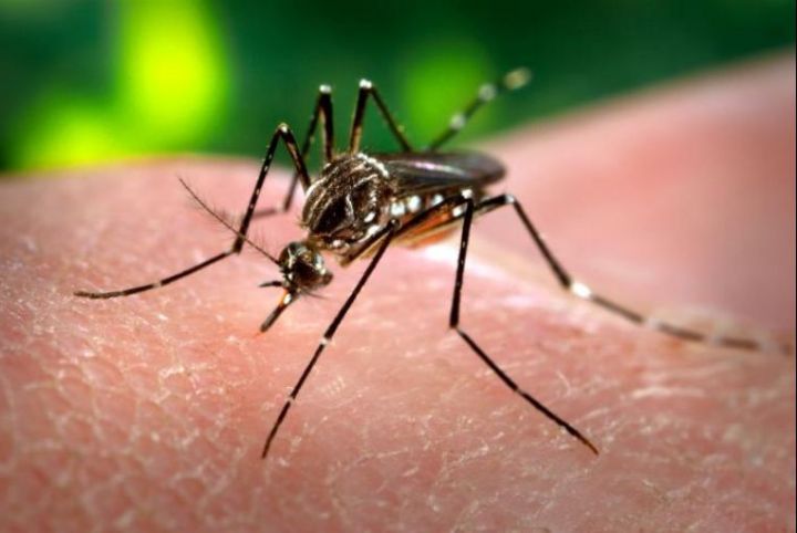 Brésil : un moustique mutant pour éradiquer la dengue avant le Mondial de foot