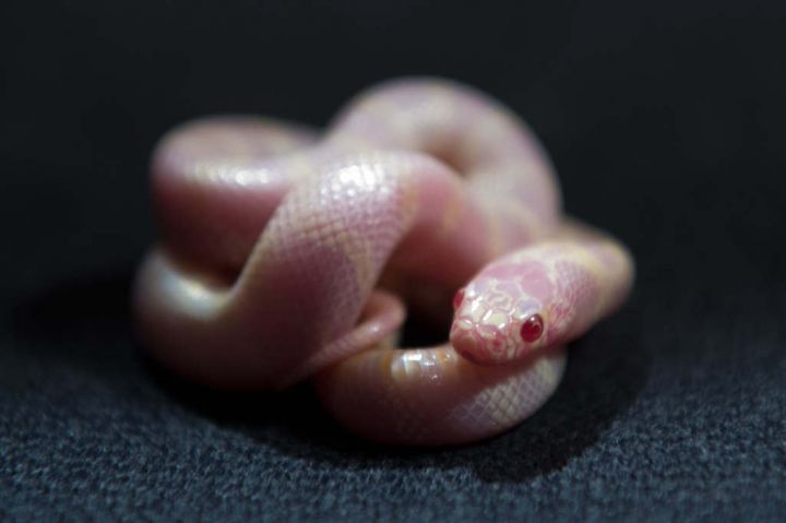 Canaries : l'invasion des serpents-rois albinos de Californie
