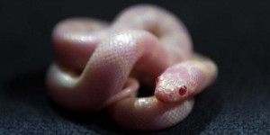 Canaries : l'invasion des serpents-rois albinos de Californie