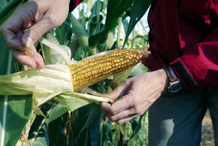 Le Conseil constitutionnel valide l'interdiction de la culture de maïs OGM
