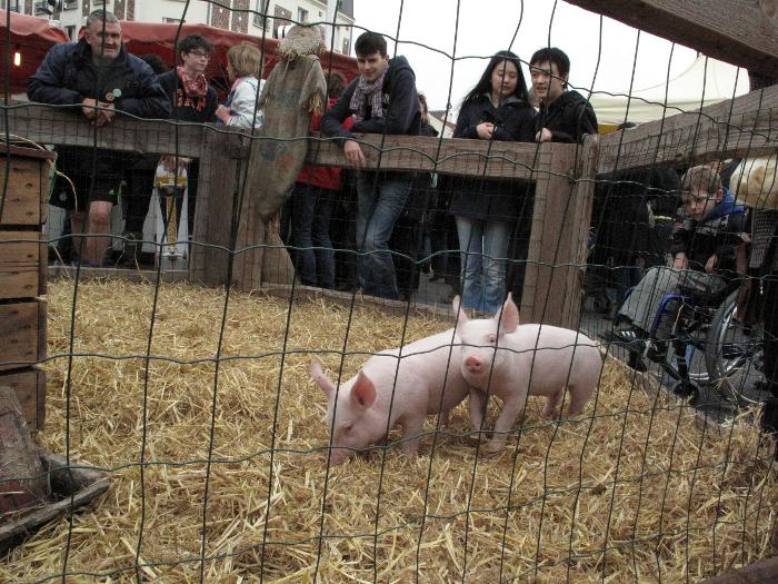 Epidémie : la France interdit l'importation de cochons américains