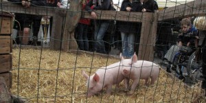 Epidémie : la France interdit l'importation de cochons américains