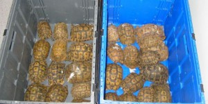 Hérault : les douanes saisissent soixante dix tortues vivantes