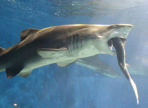 Japon : un requin tente de manger l'un de ses congénères dans un aquarium