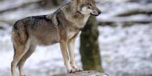 Loup : une femelle trouvée morte et un mâle abattu dans les Alpes
