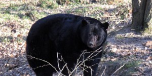 Suède : une ourse et ses petits abattus après avoir attaqué un homme