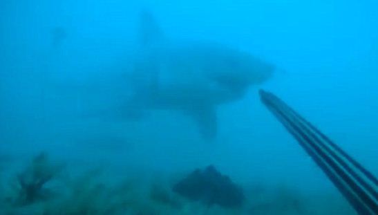 VIDEO. Etats-Unis : un plongeur se filme attaqué par un grand requin blanc