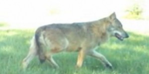 Video. Meuse : un loup s'attaque de nouveau à des ovins 